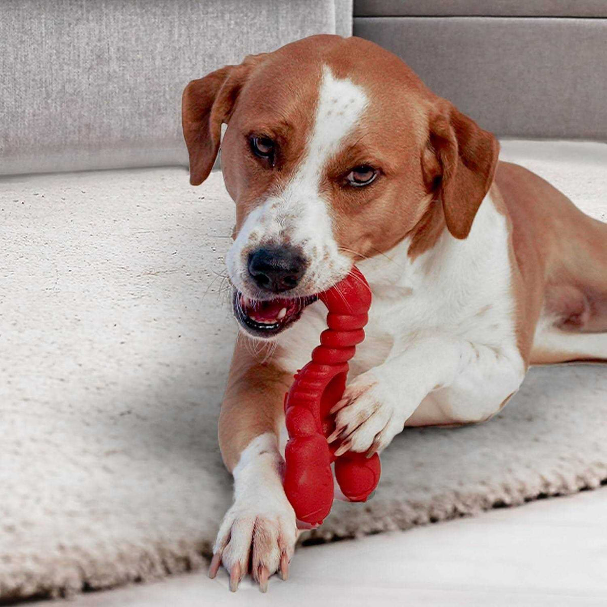 Lobster Dog Toy F85451