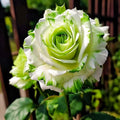 Rare Twin Color Rose Seeds for Planting, Hybrid Green White Rose, Perennial Shrub G489