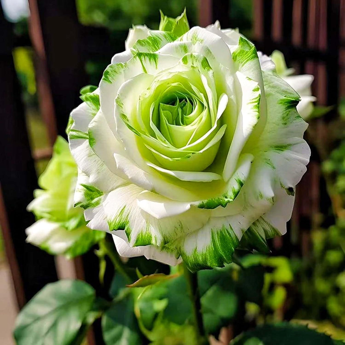 Rare Twin Color Rose Seeds for Planting, Hybrid Green White Rose, Perennial Shrub G489