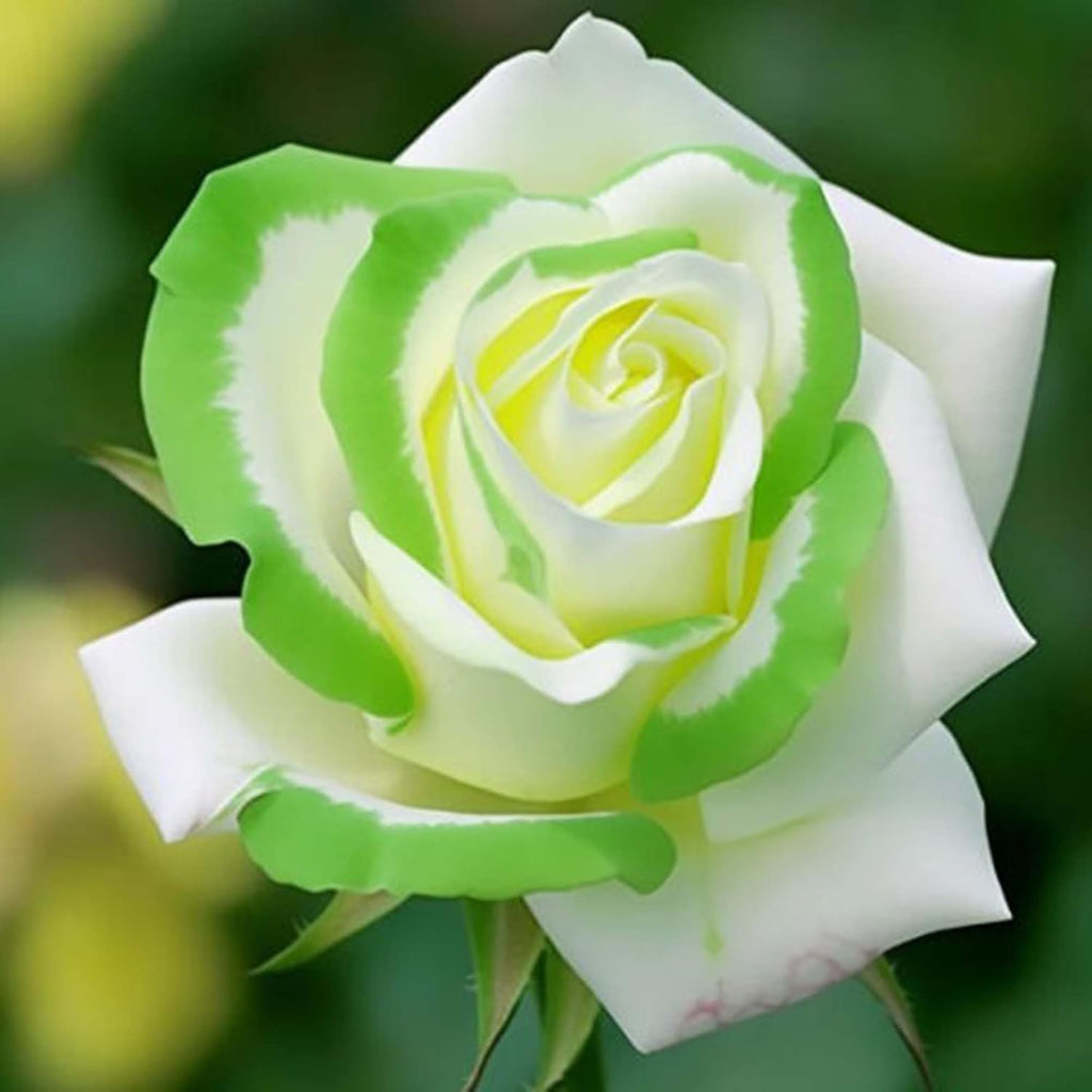 Rare Twin Color Rose Seeds for Planting, Hybrid Green White Rose, Perennial Shrub G489