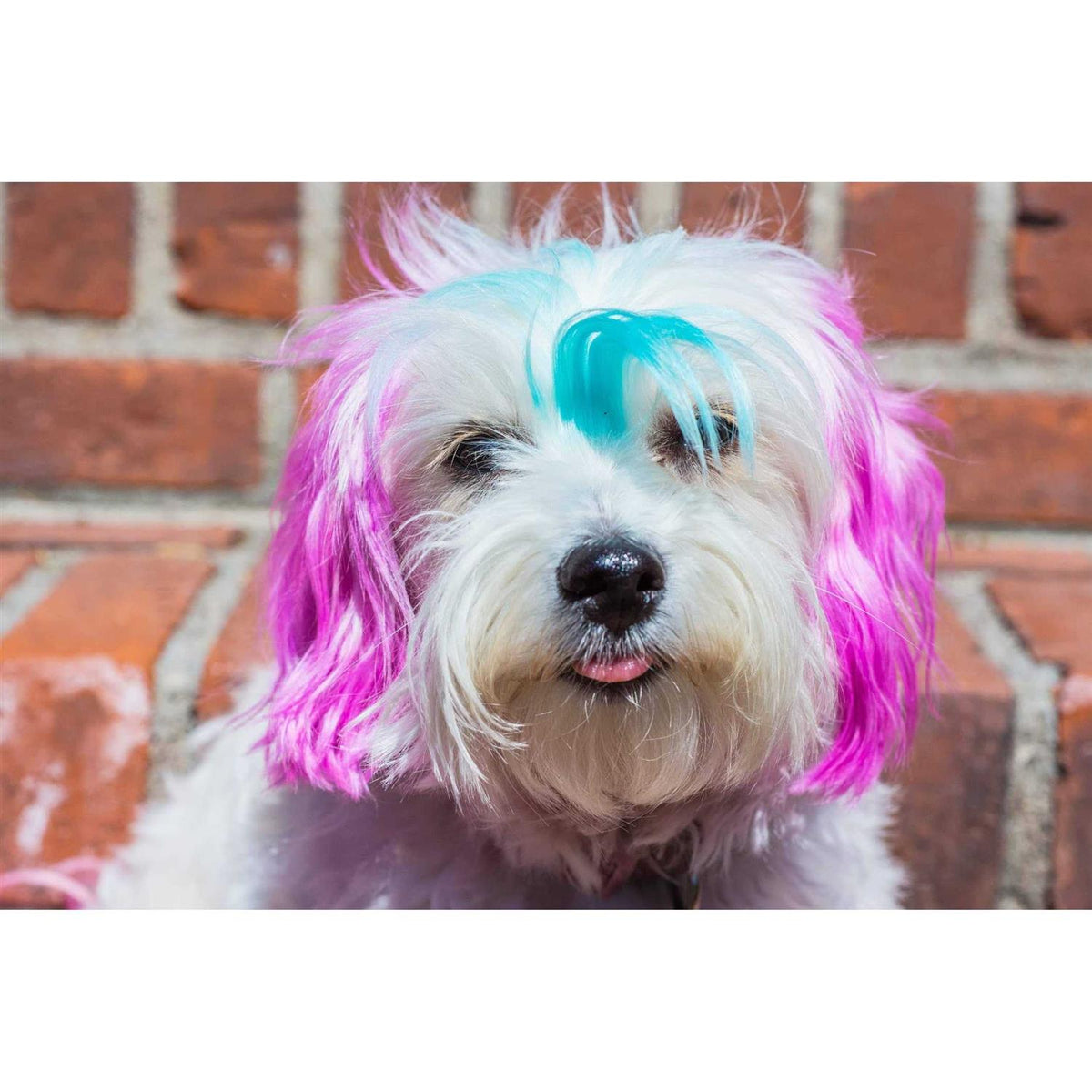 Semi Perm Coat Color Shampoo for Dogs E459659