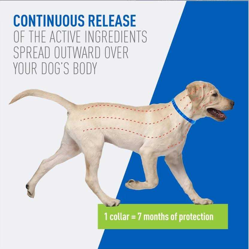 Flea & Tick Collar for Dogs G499397
