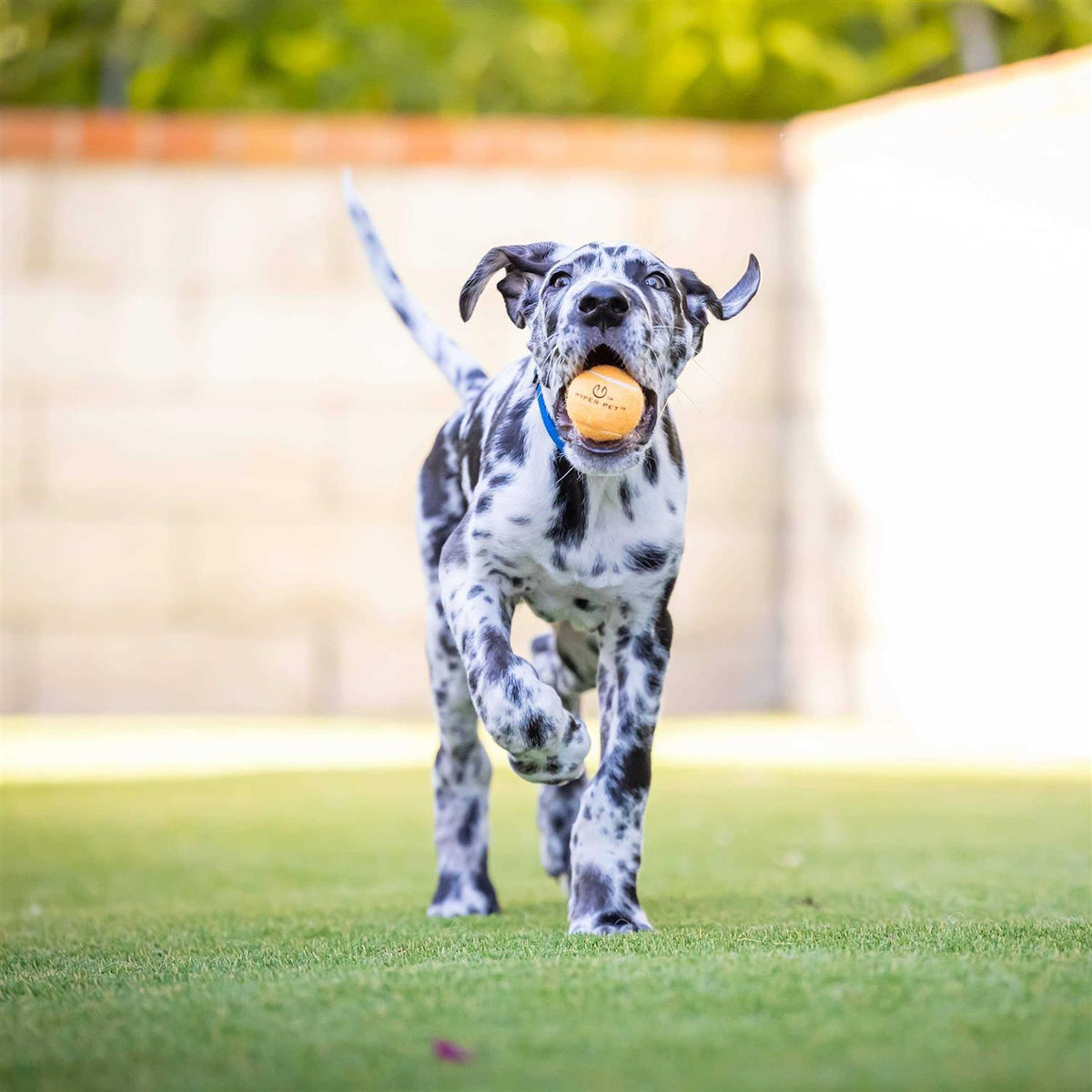Tennis Balls G354211