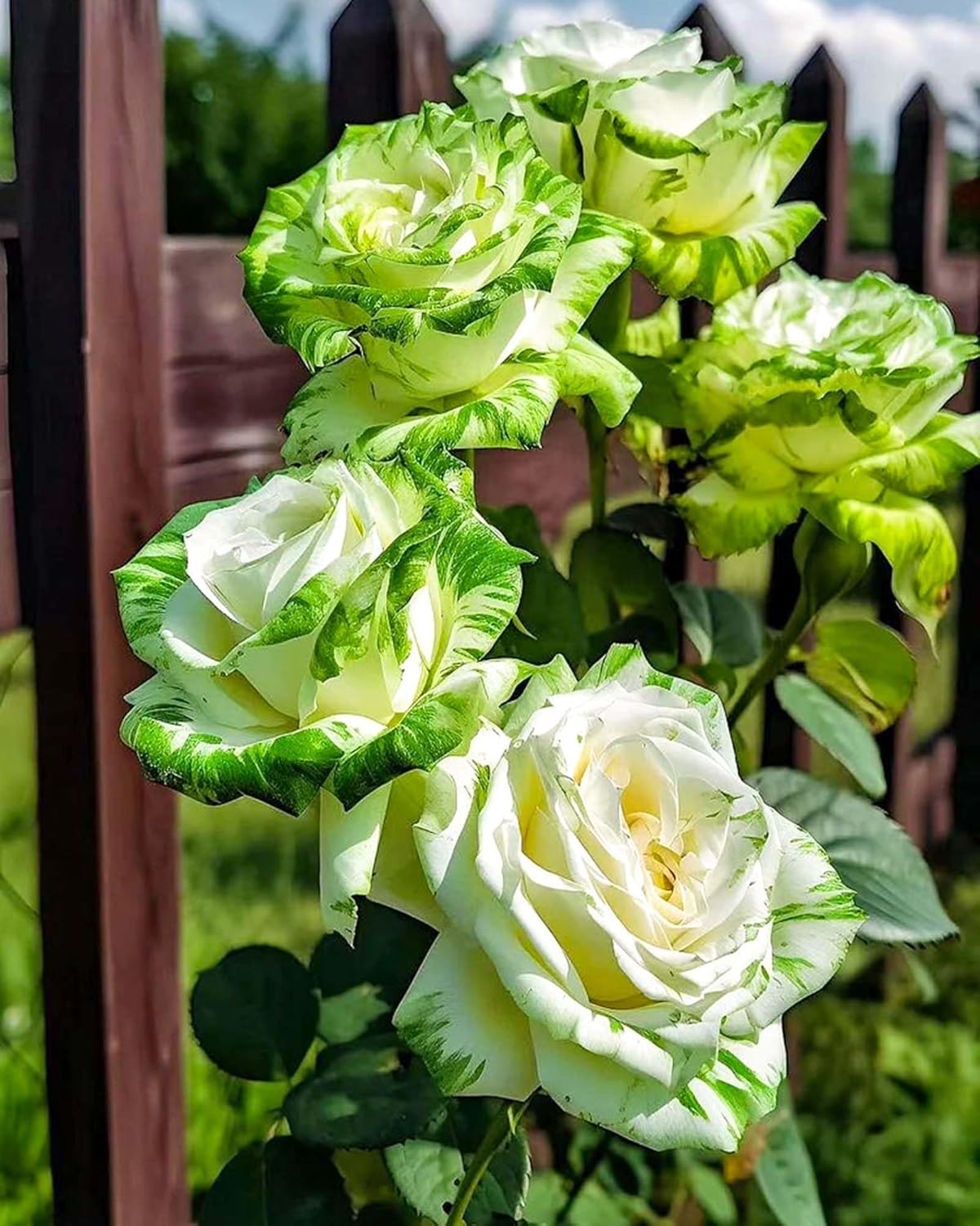 Rare Twin Color Rose Seeds for Planting, Hybrid Green White Rose, Perennial Shrub G489