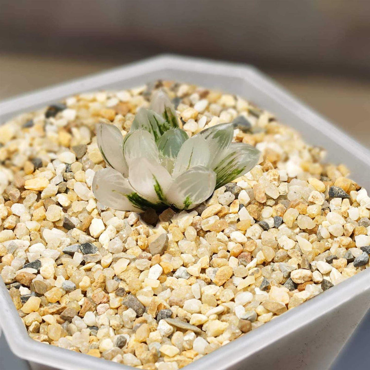 Coarse Sand Stone Silica Sand for Plants I840