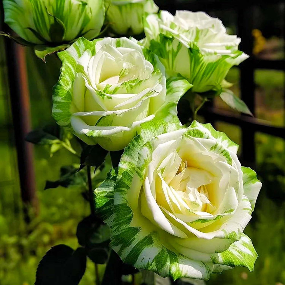 Rare Twin Color Rose Seeds for Planting, Hybrid Green White Rose, Perennial Shrub G489