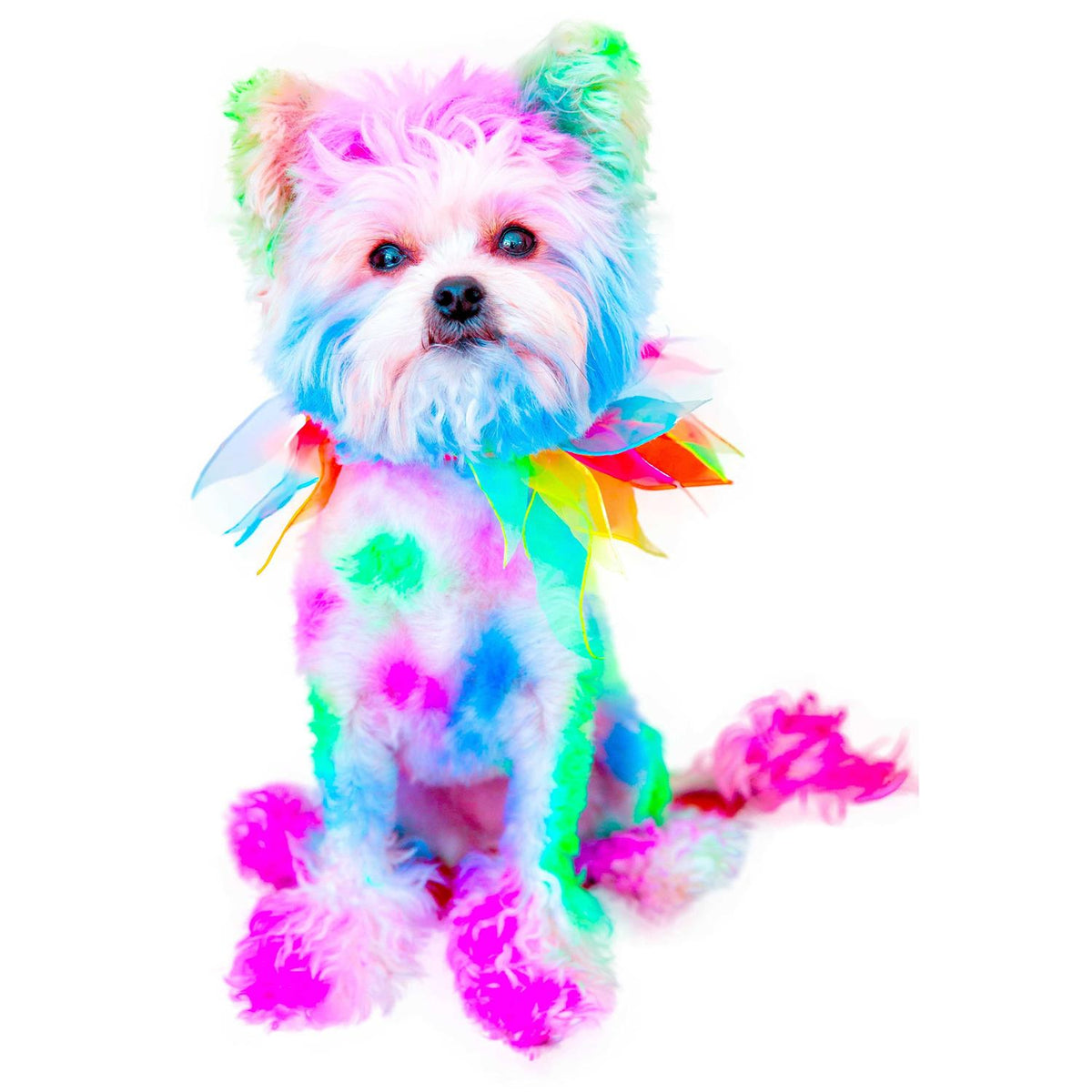 Semi Perm Coat Color Shampoo for Dogs E459659