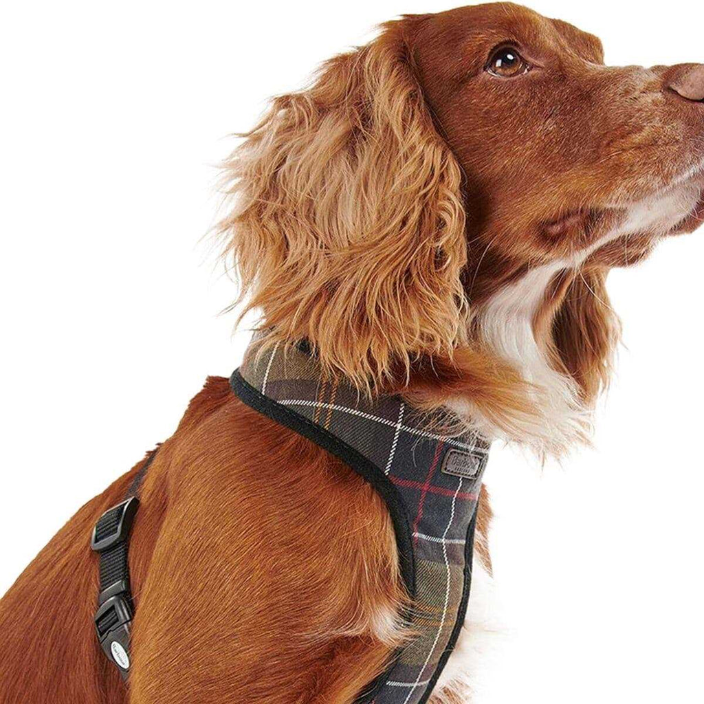 Tartan Dog Harness U6457