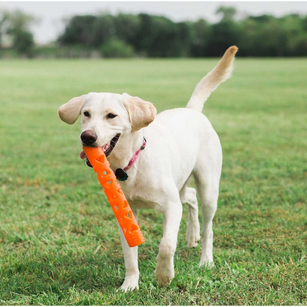 Air Fetch Stick Dog Toy O655