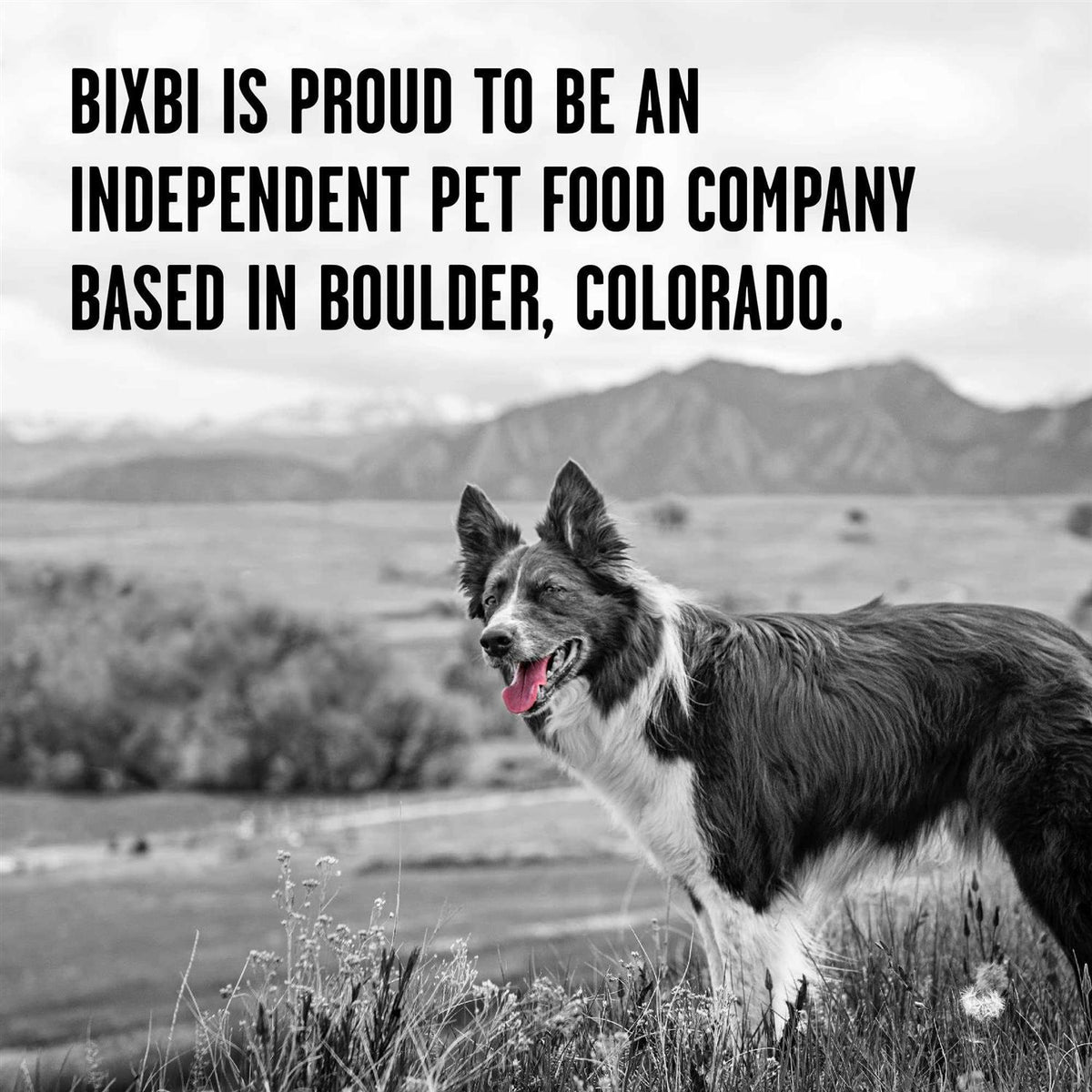 Freeze-Dried Dog Food P5432